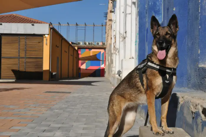 San Carlos Apache Police Departments Animal Control Unit